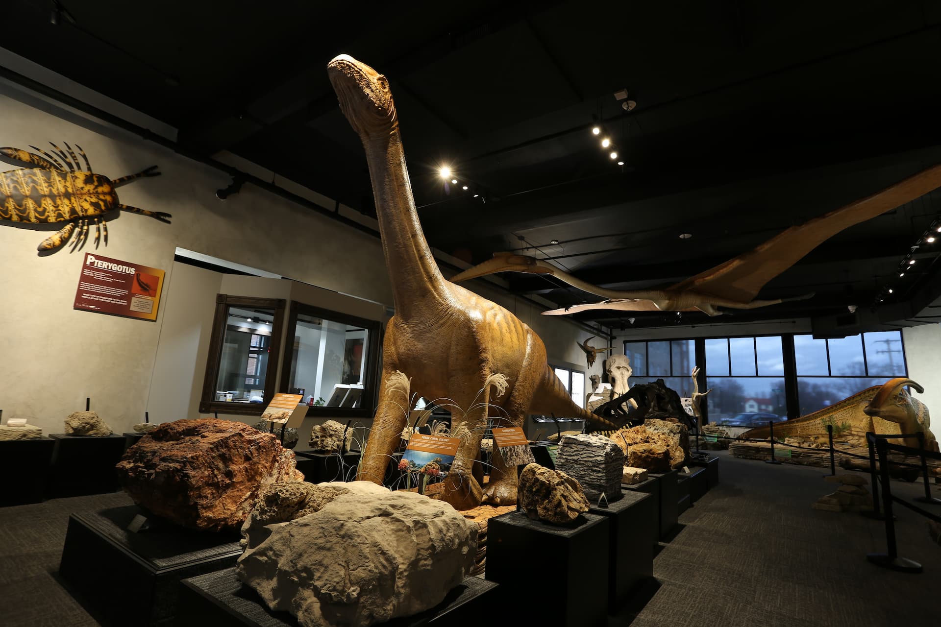 dinosaur in a museum